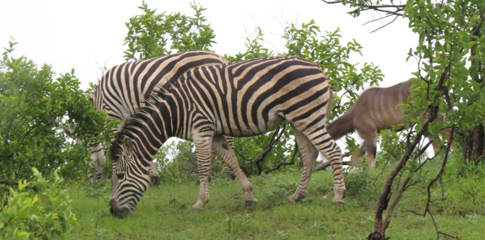 WhatsApp Image 2025-12-18 at 13.37.21 (1)